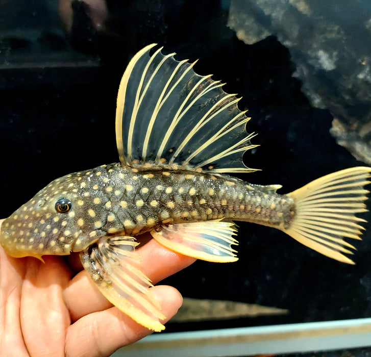 Golden Sailfin Luteus Pleco (Hypostomus luteus)