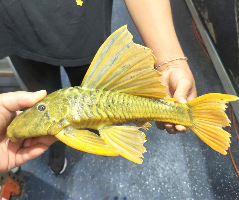 Golden Sailfin Luteus Pleco (Hypostomus luteus)