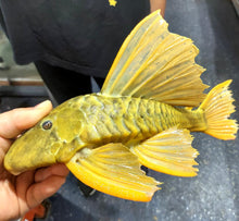 Load image into Gallery viewer, Golden Sailfin Luteus Pleco (Hypostomus luteus)
