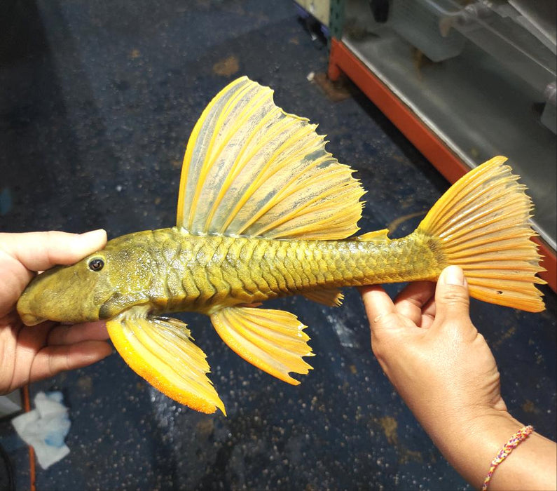 Golden Sailfin Luteus Pleco (Hypostomus luteus)