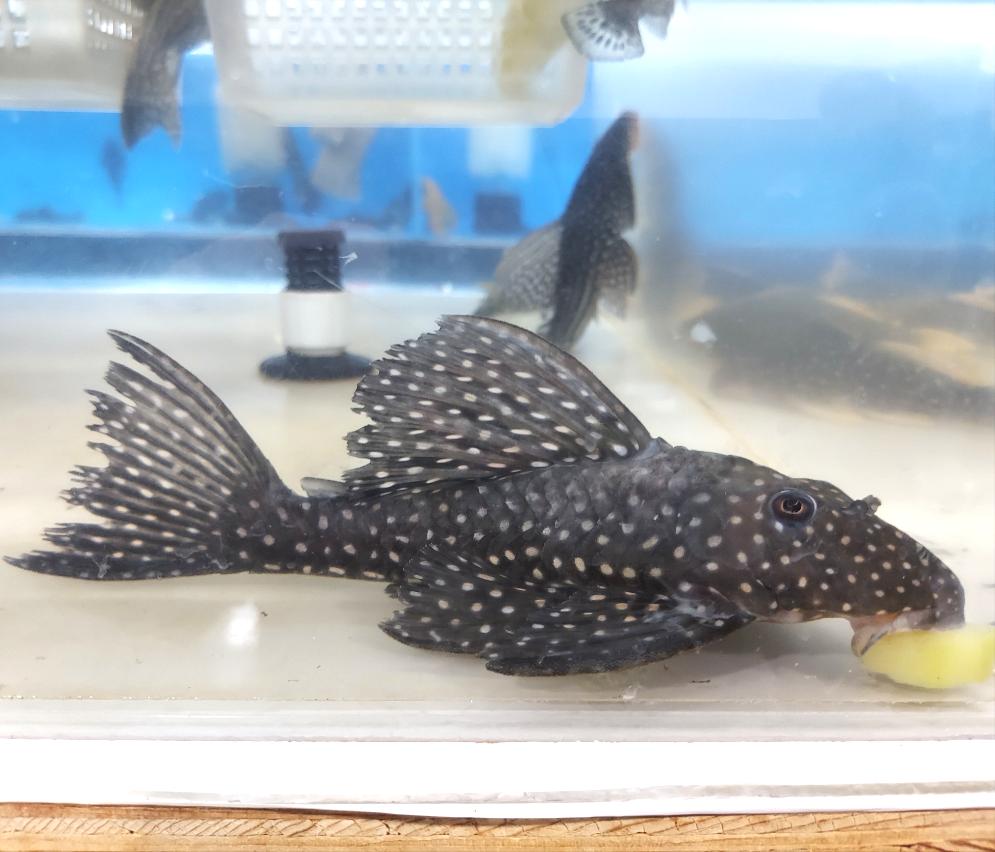 Roseopunctatus Sailfin Pleco (Hypostomus roseopunctatus )