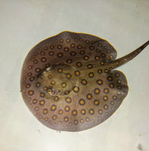 Load image into Gallery viewer, Motoro Stingray (Potamotrygon motoro)

