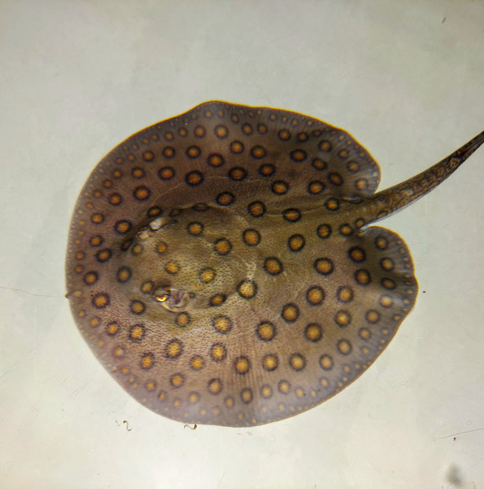 Motoro Stingray (Potamotrygon motoro)
Availability: Only 2 left!