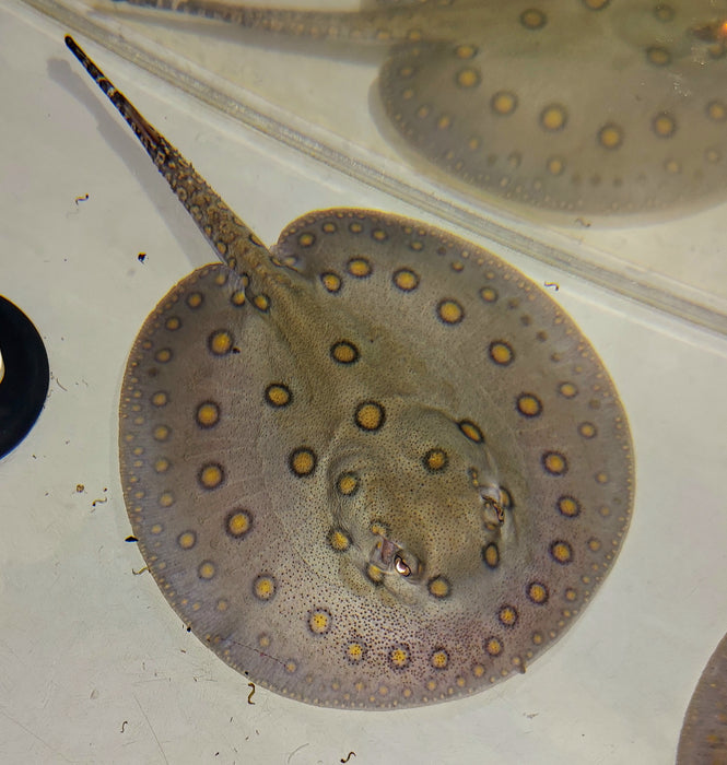 Motoro Stingray (Potamotrygon motoro)
