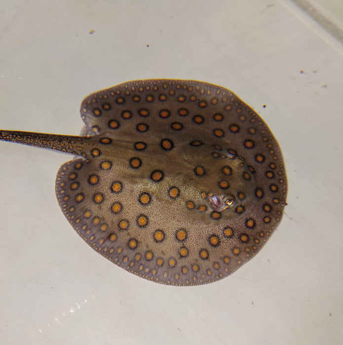 Motoro Stingray (Potamotrygon motoro)