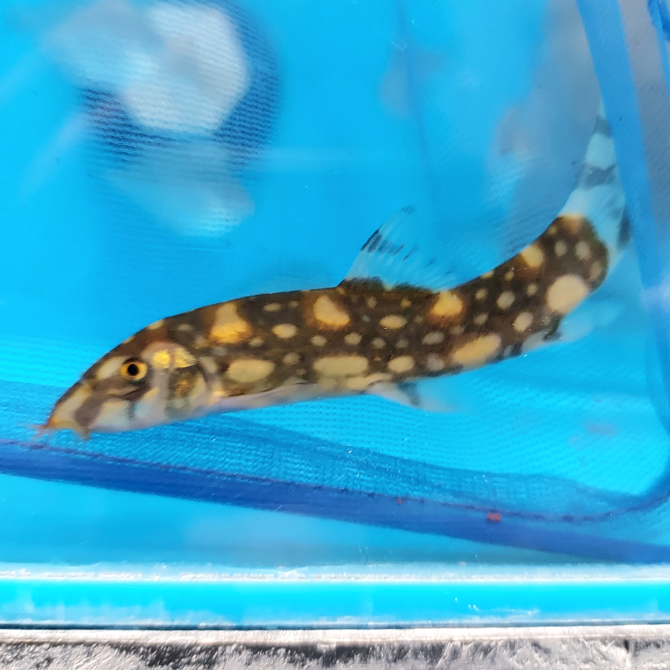 Spotted Botia Polka Dot Loach (Botia kubotai) – Predatory Fins