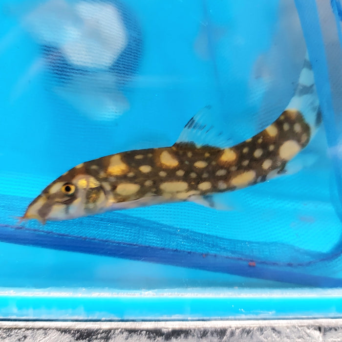 Polka Dot Loach (Botia kubotai)