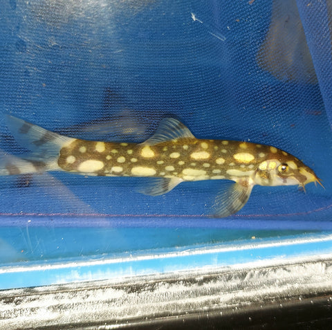 Spotted Botia Polka Dot Loach (Botia kubotai) – Predatory Fins
