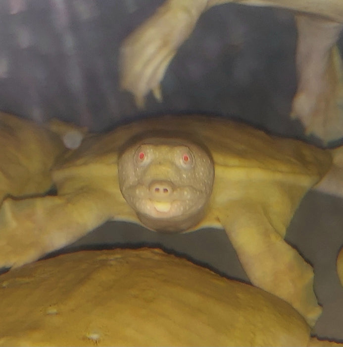 Albino Chinese Softshell Turtle (Pelodiscus sinensis)