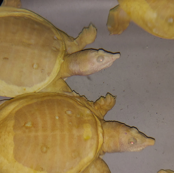 Albino Chinese Softshell Turtle (Pelodiscus sinensis)