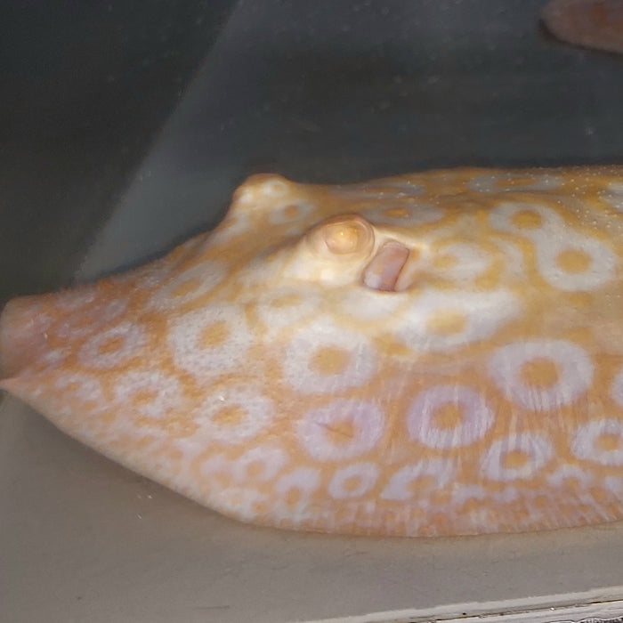 Golden Base Albino Pearl Stingray (Potamotrygon jabuti)