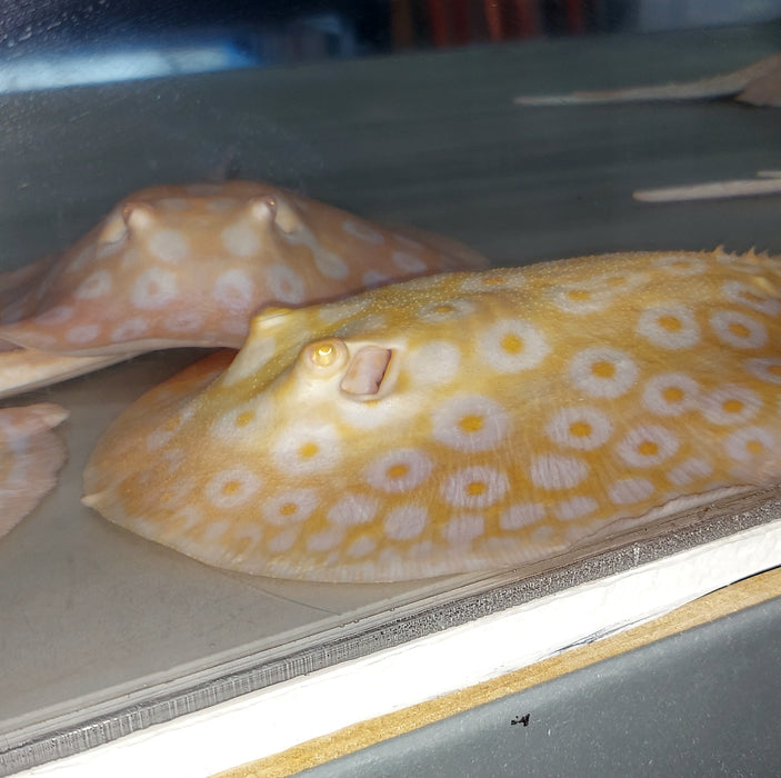 Golden Base Albino Pearl Stingray (Potamotrygon jabuti)
