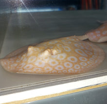 Load image into Gallery viewer, Golden Base Albino Pearl Stingray (Potamotrygon jabuti)
