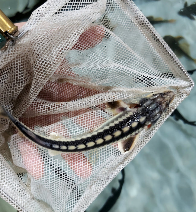 Diamondback Sturgeon (Acipenser gueldenstaedtii)