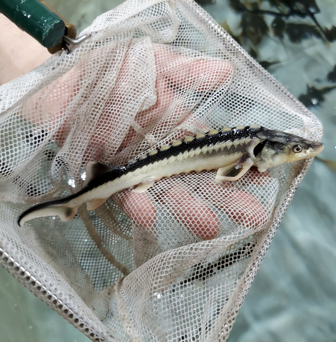 Diamondback Sturgeon (Acipenser gueldenstaedtii)