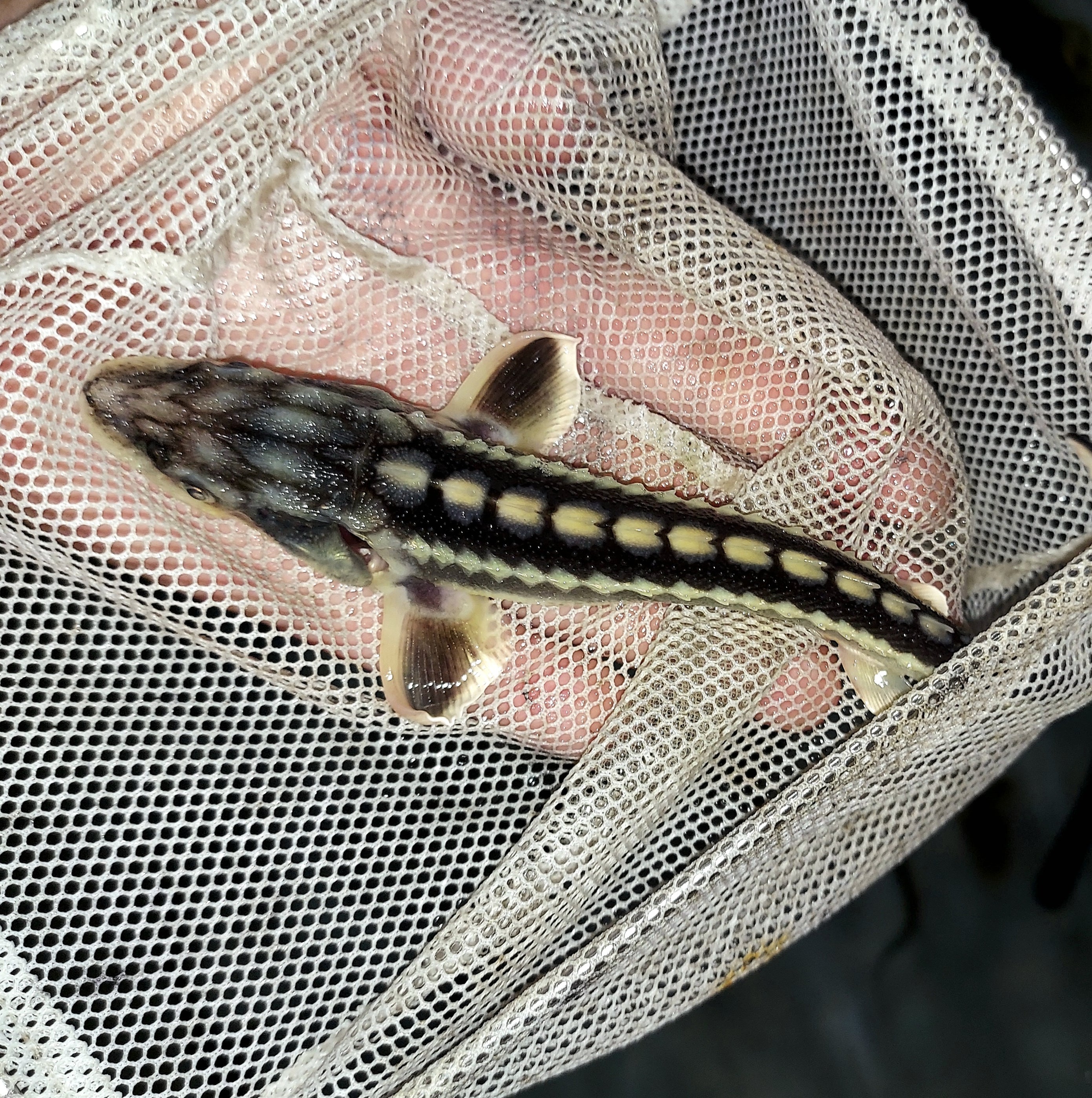Diamondback Sturgeon (Acipenser gueldenstaedtii) — Predatory Fins