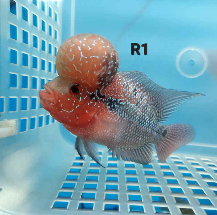 Super Red Dragon Flowerhorn Cichlid (Cichlasoma sp)