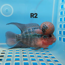 Load image into Gallery viewer, Super Red Dragon Flowerhorn Cichlid (Cichlasoma sp)
