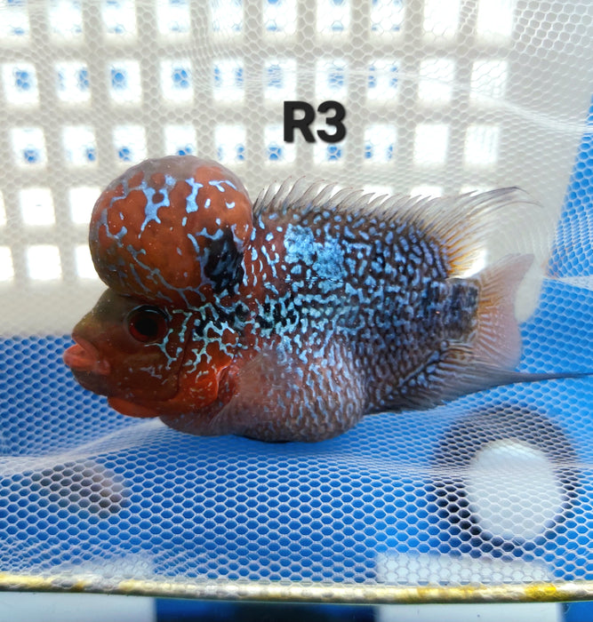 Super Red Dragon Flowerhorn Cichlid (Cichlasoma sp)