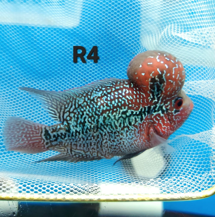 Super Red Dragon Flowerhorn Cichlid (Cichlasoma sp)