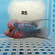 Load image into Gallery viewer, Super Red Dragon Flowerhorn Cichlid (Cichlasoma sp)

