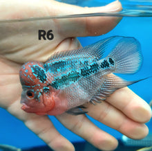 Load image into Gallery viewer, Super Red Dragon Flowerhorn Cichlid (Cichlasoma sp)
