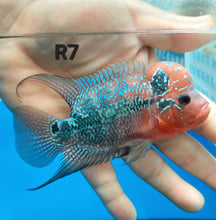 Load image into Gallery viewer, Super Red Dragon Flowerhorn Cichlid (Cichlasoma sp)
