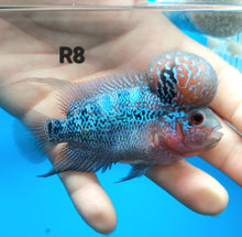 Load image into Gallery viewer, Super Red Dragon Flowerhorn Cichlid (Cichlasoma sp)
