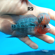 Load image into Gallery viewer, Super Red Dragon Flowerhorn Cichlid (Cichlasoma sp)

