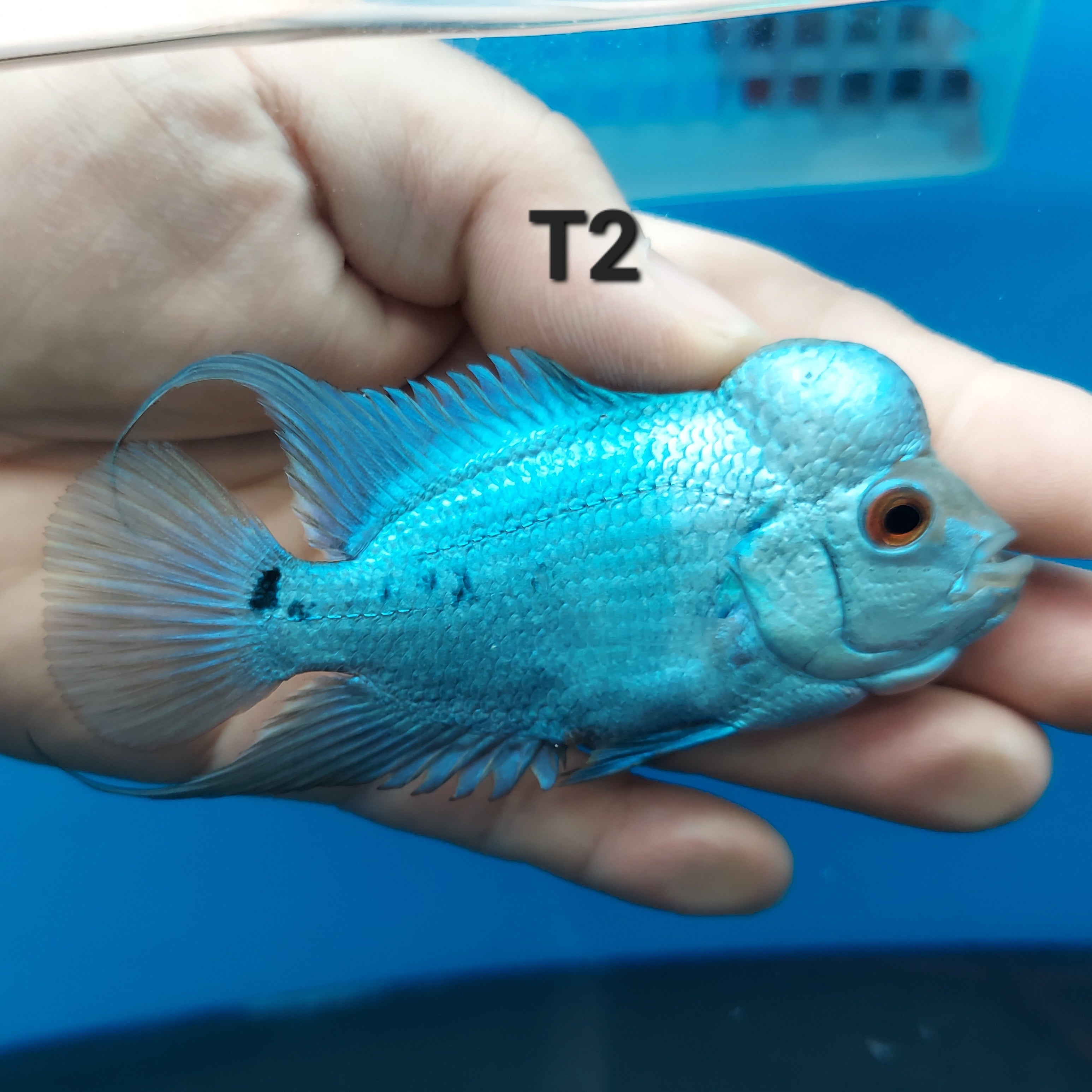 Blue Thai Silk Flowerhorn Cichlid (Cichlasoma sp) – Predatory Fins