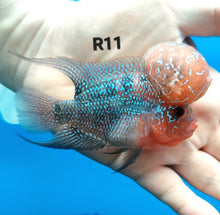 Load image into Gallery viewer, Super Red Dragon Flowerhorn Cichlid (Cichlasoma sp)
