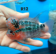 Load image into Gallery viewer, Super Red Dragon Flowerhorn Cichlid (Cichlasoma sp)
