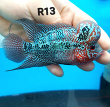 Load image into Gallery viewer, Super Red Dragon Flowerhorn Cichlid (Cichlasoma sp)
