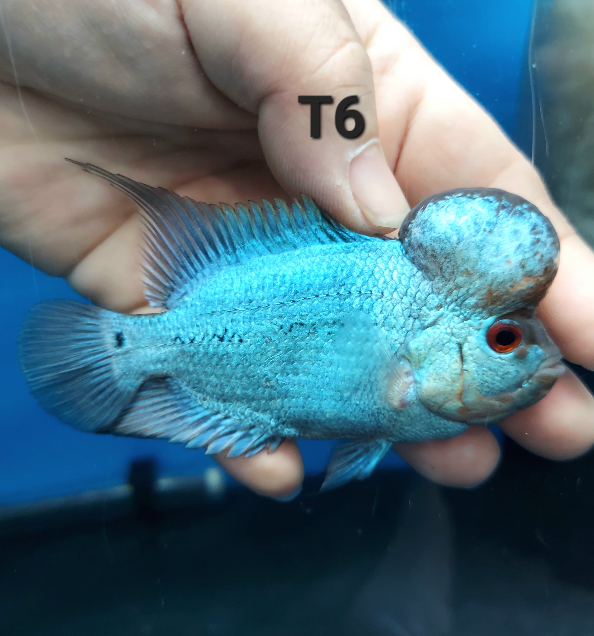Blue Thai Silk Flowerhorn Cichlid (Cichlasoma sp) — Predatory Fins
