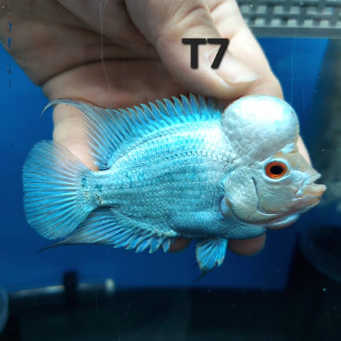 Blue Thai Silk Flowerhorn Cichlid (Cichlasoma sp)