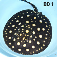 Load image into Gallery viewer, Black Diamond Stingray (Potamotrygon leopoldi)
