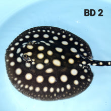 Load image into Gallery viewer, Black Diamond Stingray (Potamotrygon leopoldi)
