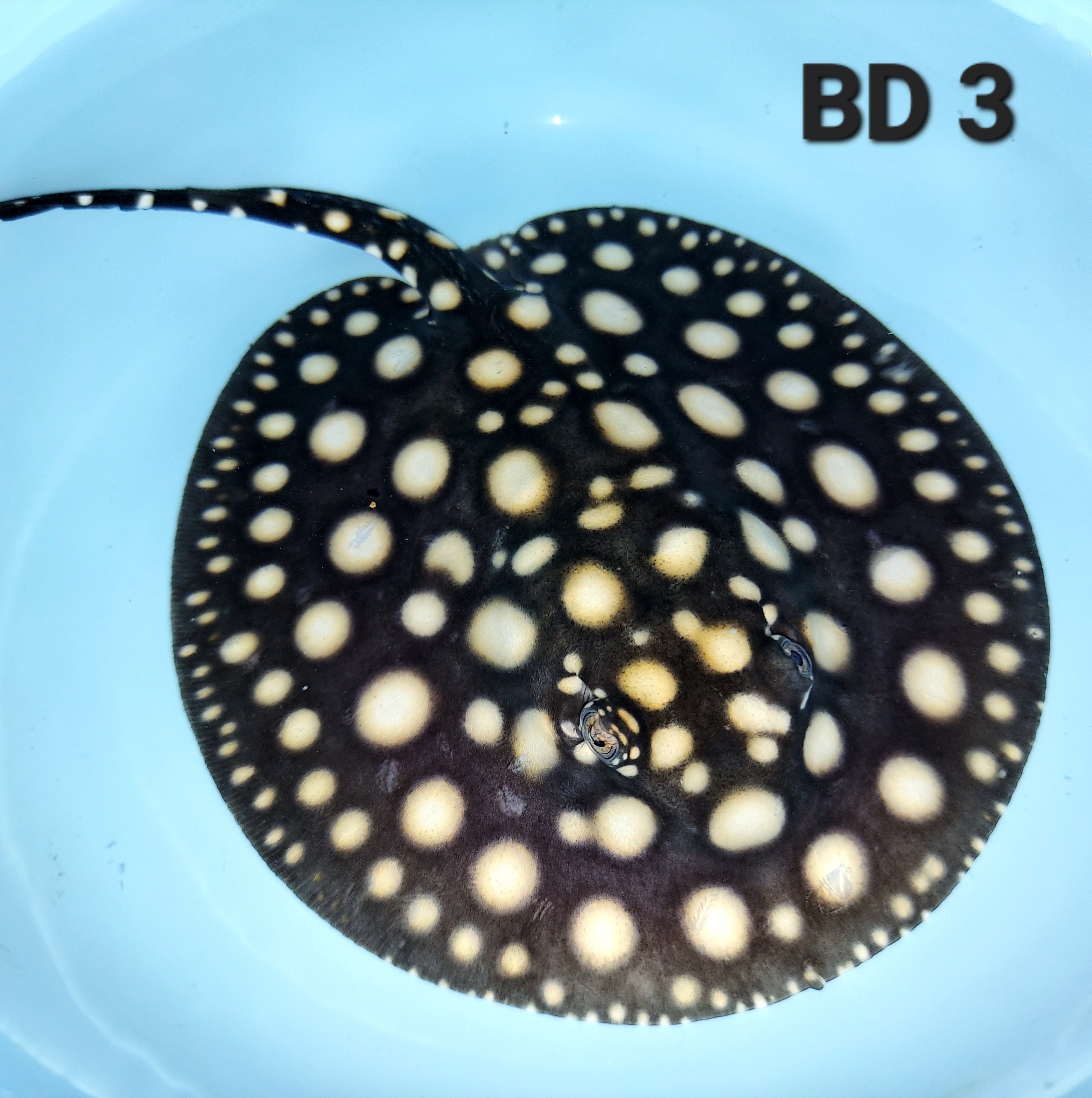 Black Diamond Stingray (Potamotrygon leopoldi)