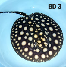 Load image into Gallery viewer, Black Diamond Stingray (Potamotrygon leopoldi)
