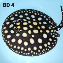 Load image into Gallery viewer, Black Diamond Stingray (Potamotrygon leopoldi)

