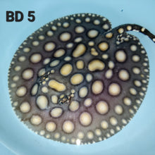 Load image into Gallery viewer, Black Diamond Stingray (Potamotrygon leopoldi)
