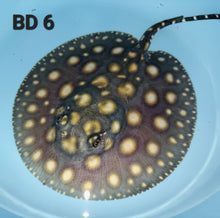 Load image into Gallery viewer, Black Diamond Stingray (Potamotrygon leopoldi)
