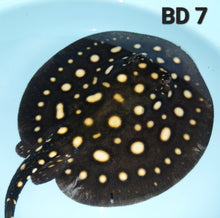 Load image into Gallery viewer, Black Diamond Stingray (Potamotrygon leopoldi)
