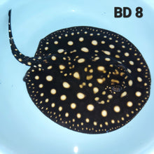 Load image into Gallery viewer, Black Diamond Stingray (Potamotrygon leopoldi)
