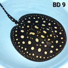 Load image into Gallery viewer, Black Diamond Stingray (Potamotrygon leopoldi)
