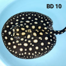 Load image into Gallery viewer, Black Diamond Stingray (Potamotrygon leopoldi)
