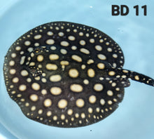 Load image into Gallery viewer, Black Diamond Stingray (Potamotrygon leopoldi)

