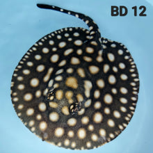 Load image into Gallery viewer, Black Diamond Stingray (Potamotrygon leopoldi)
