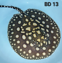 Load image into Gallery viewer, Black Diamond Stingray (Potamotrygon leopoldi)
