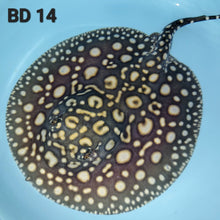 Load image into Gallery viewer, Black Diamond Stingray (Potamotrygon leopoldi)
